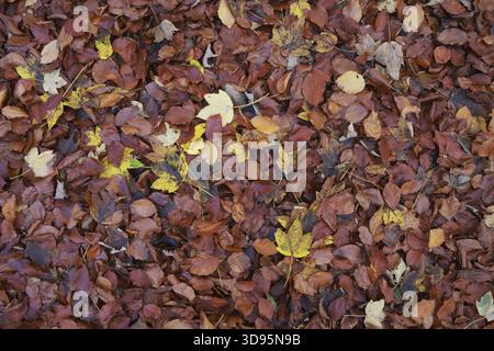 Un tapis de feuilles d'automne couvre le plancher forestier, les couleurs d'automne, les feuilles, les feuilles colorées, l'érable, hêtre, chêne, haute-Autriche, Autriche Banque D'Images