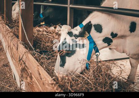 Vaches mangeant dans une grange moderne. Les jeunes vaches mangent du foin dans un enclos à bovins. Le concept d'élevage à la ferme. Élevage bovin Banque D'Images