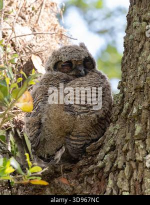 Gros plan d'une chouette chouette et dormante chouette grande corne dans son nid dans le croc d'un arbre. Photographié dans le parc national Brazos Bend à Houston. Banque D'Images