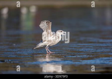 Goéland argenté ; Larus argentatus ; second Winter ; Royaume-Uni Banque D'Images