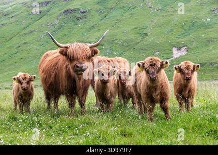 Highland Cattle ; Écosse ; Royaume-Uni Banque D'Images