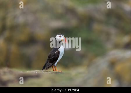 Puffin ; Fratercula arctica ; Royaume-Uni Banque D'Images