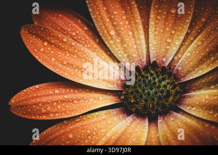 Fleur de Marguerite africaine orange avec des gouttelettes d'eau – macro gros plan sur fond sombre Banque D'Images