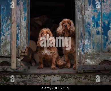 Deux Cocker Spaniels assis dans la porte d'une grange rustique. Portrait de chien de travail à la lumière naturelle. Banque D'Images