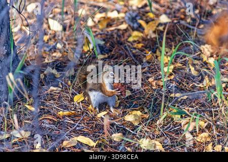 Écureuil roux américain mangeant sur une pomme de pin sur le sol Banque D'Images