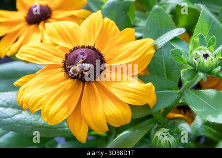 Photo en gros plan d'une abeille de miel de l'Ouest ramassant du nectar et répandant du pollen sur un cailleur jaune Banque D'Images