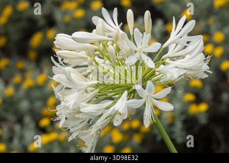 Agapanthus blanc fleurissant le lis du Nil dans un jardin Banque D'Images
