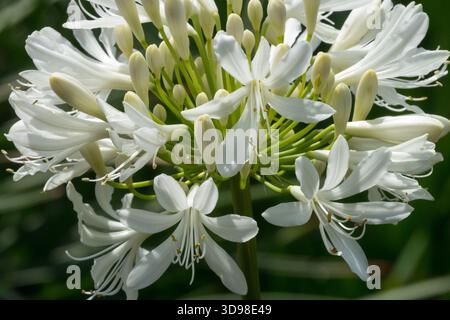 Blanc, Lys du Nil, Agapanthus 'Getty White' fleur d'Agapanthus Banque D'Images