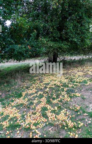 Windfall Apples, Angleterre, Royaume-Uni Banque D'Images