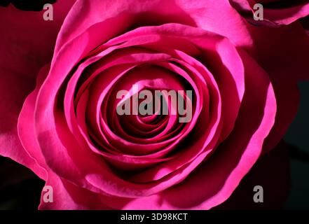gros plan de pétales de rose rose sur fond sombre Banque D'Images
