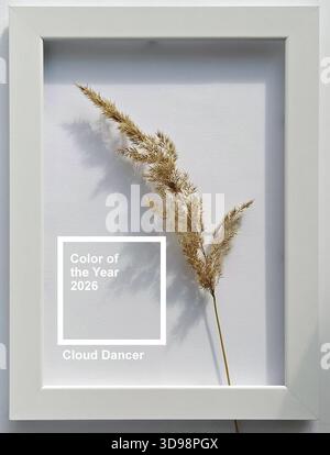 Cadre blanc avec de l'herbe de pampas séchée sur fond blanc neutre, couleur de l'année 2026 Cloud Dancer, composition moderne minimale Banque D'Images