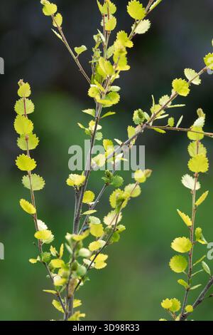 Feuilles printanières jaunes-vertes translucides d'un bouleau nain, Betula nana sur des branches minces en mai. Banque D'Images