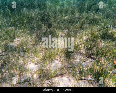 Vue sous-marine avec des herbiers Posidonia oceanica dans les eaux claires de la Costa Blanca, Espagne, avec de petits poissons au milieu du cadre Banque D'Images