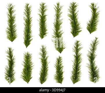 Une collection de branches de pin isolées pour créer des cadres de Noël personnalisés, des couronnes, des bordures et des décorations festives. Evergre réaliste de haute qualité Banque D'Images
