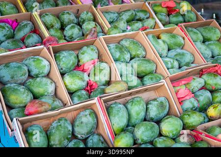Mangue égyptienne saisonnière sur le marché. Mangue verte dans des boîtes. Beaucoup de mangues vertes. Grosse mangue. Saison de la mangue en Egypte. Banque D'Images
