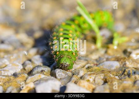 chenille verte colorée d'un petit Emperor Moth rampant sur le sol par une journée ensoleillée Autriche Goldegg Autriche Banque D'Images