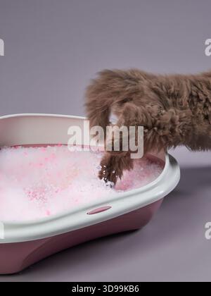 Un chat moelleux à poil long assis gracieusement dans une litière remplie de granulés de litière roses. L'arrière-plan est gris clair Uni Banque D'Images