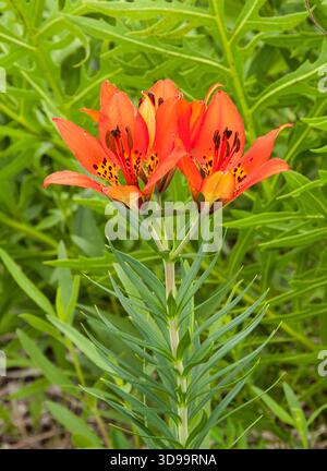 Le lys des bois (Lilium philadelphicum) fleurit au printemps dans la réserve faunique Crex Meadows près de Grantsburg, Wisconsin. Banque D'Images