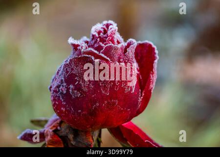 Rose rouge fleur dans le premier gel, Close up. Rose couverte de givre après le premier matin givre, Ukraine Banque D'Images