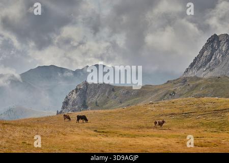 Pâturage du bétail dans un pâturage alpin élevé. Val Maira, Cuneo, Piémont, Italie. Banque D'Images