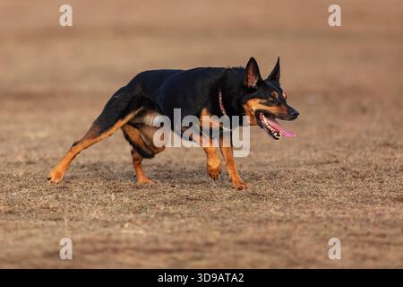 Australien Kelpie un chien qui élève des moutons Banque D'Images