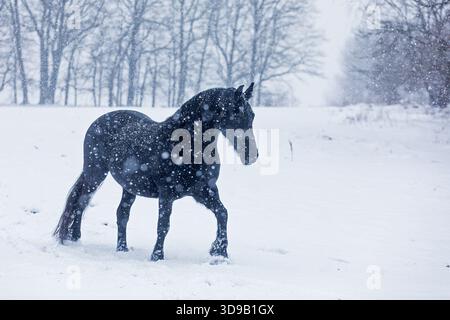 Cheval frison dans de très fortes chutes de neige Banque D'Images