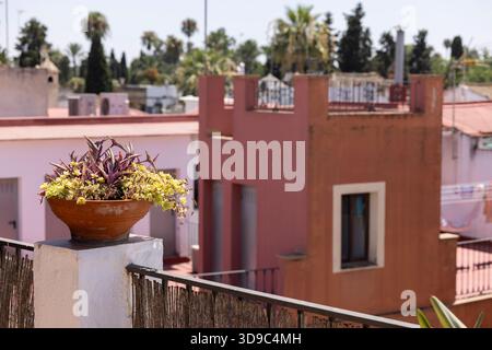 Des plantes et des arbres encadrent le quartier historique de Santa Cruz du quartier Casco Antiguo de Séville, Andalousie, Espagne. Banque D'Images