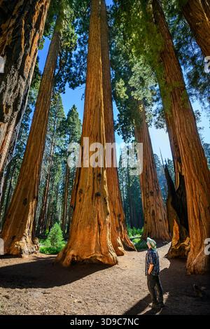 Les séquoias géants sur le chemin du Congrès Banque D'Images