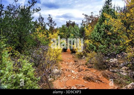 Sentier en automne vue de la montagne Krizevac (Croix) à Medjugorje en Bosnie ed Erzegovina : arbres brunâtres, mauvaises herbes vertes, feuilles orange et jaunes Banque D'Images