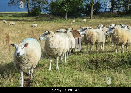 Moutons sur un pâturage à Kaseberga, municipalité d'Ystad, comté de Skane, Suède, Scandinavie Banque D'Images