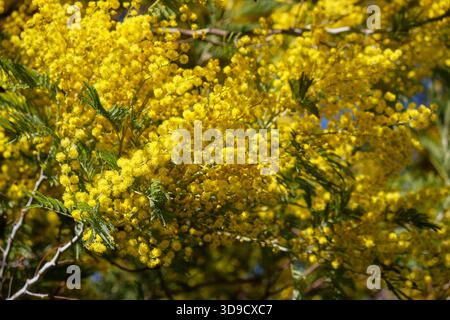 Arbre Acacia dealbata en fleur. Cette plante aux fleurs jaunes est également connue sous le nom de wattle argenté, de wattle bleu et de mimosa. Banque D'Images
