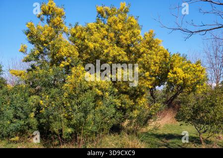 Arbre Acacia dealbata en fleur. Cette plante aux fleurs jaunes est également connue sous le nom de wattle argenté, de wattle bleu et de mimosa. Banque D'Images