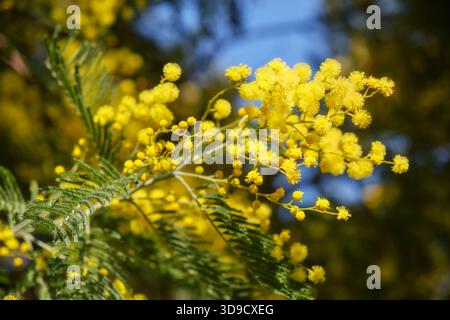 Arbre Acacia dealbata en fleur. Cette plante aux fleurs jaunes est également connue sous le nom de wattle argenté, de wattle bleu et de mimosa. Banque D'Images