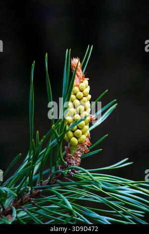 Pistils sur Scotch Pine Banque D'Images