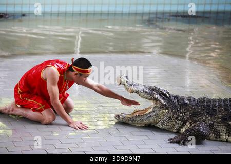 THAÏLANDE, PATTAYA 02 NOVEMBRE : traditionnel pour la Thaïlande exposition de crocodiles . Un gardien de zoo taquine un crocodile 02 novembre 2009. Thaïlande, Pattaya Banque D'Images