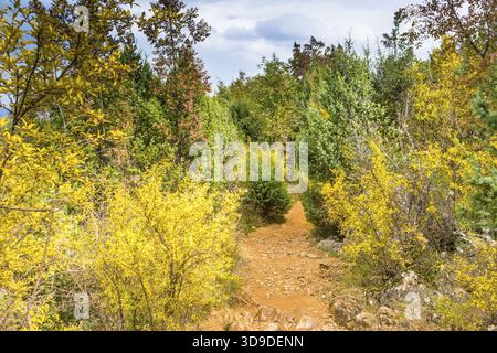 Sentier en automne vue de la montagne Krizevac (Croix) à Medjugorje en Bosnie ed Erzegovina : arbres brunâtres, mauvaises herbes vertes, feuilles orange et jaunes Banque D'Images
