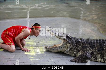 THAÏLANDE, PATTAYA - 02 NOVEMBRE : traditionnel pour la Thaïlande exposition de crocodiles. Un gardien de zoo taquine un crocodile 02 novembre 2009. Thaïlande, Pattaya Banque D'Images