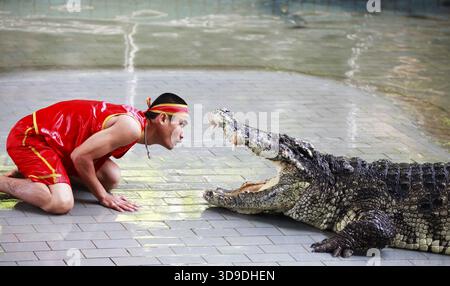 THAÏLANDE, PATTAYA 02 NOVEMBRE : traditionnel pour la Thaïlande exposition de crocodiles . Un gardien de zoo taquine un crocodile 02 novembre 2009. Thaïlande, Pattaya Banque D'Images