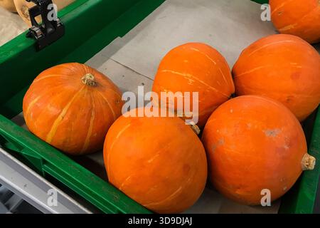 Photo en gros plan de plusieurs citrouilles oranges disposées dans un récipient vert Banque D'Images