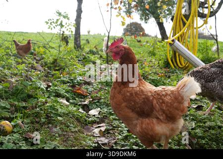 Poule brune debout sur un sol herbeux dans un cadre rural en plein air Banque D'Images