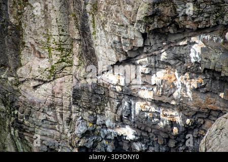 Mouettes nichant sur une falaise dans les Lofoten - Norvège Banque D'Images