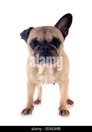 Bouledogue français, in front of white background Banque D'Images