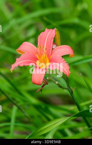 Hemerocallis Rose Damas, Daylily Pink Damask, en forme d'entonnoir, fleurs rose saumon profond, gorge jaune Banque D'Images