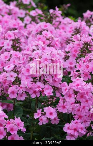 Phlox paniculata Eva Cullum, phlox vivace Eva Cullum, fleurs rose foncé avec des centres plus foncés Banque D'Images