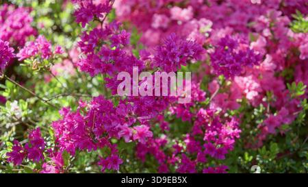 Azalées roses vibrantes en pleine floraison en plein air par une journée ensoleillée aux pays-bas, capturant la luxuriante du paysage Banque D'Images