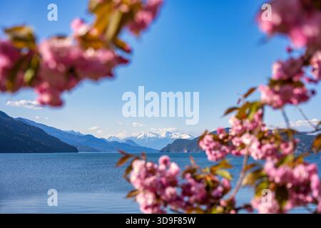 Cerisiers roses en fleurs encadrant une vue panoramique sur le lac Harrison Banque D'Images