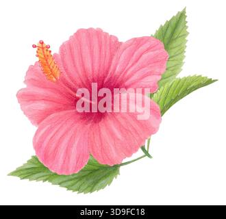 Illustration aquarelle de fleur d'hibiscus rose isolée sur blanc. Clipart tropical floral dessiné à la main pour des dessins botaniques, des cartes. Banque D'Images