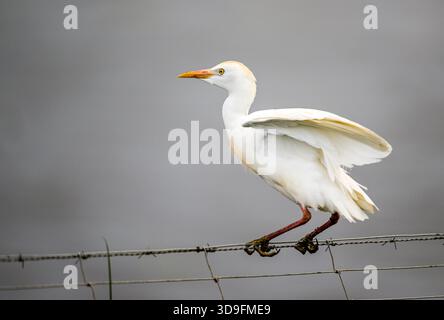 Egret de bétail dans le plumage d'élevage sur fil Banque D'Images