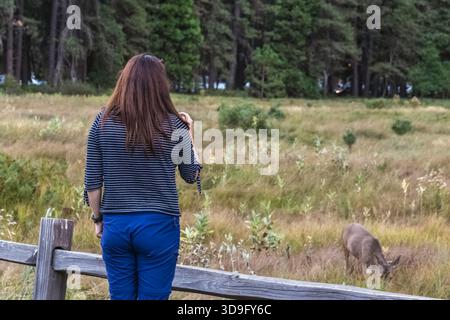 Pretty Woman prend des photos sur le smartphone du cerf sauvage au parc national de Yosemite, États-Unis. Banque D'Images