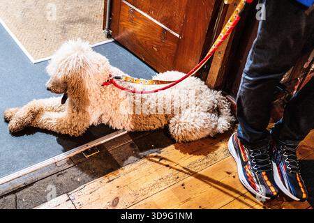 Caniche standard de couleur crème couché sur le sol avec les jambes croisées se relaxant à côté des pieds du propriétaire Banque D'Images